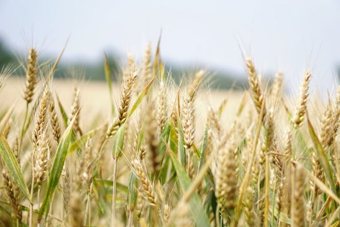 Imagen de un campo de trigo.