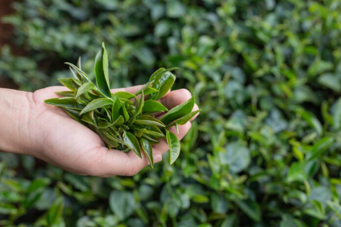 Mujer recolectando hojas de té en una plantación.