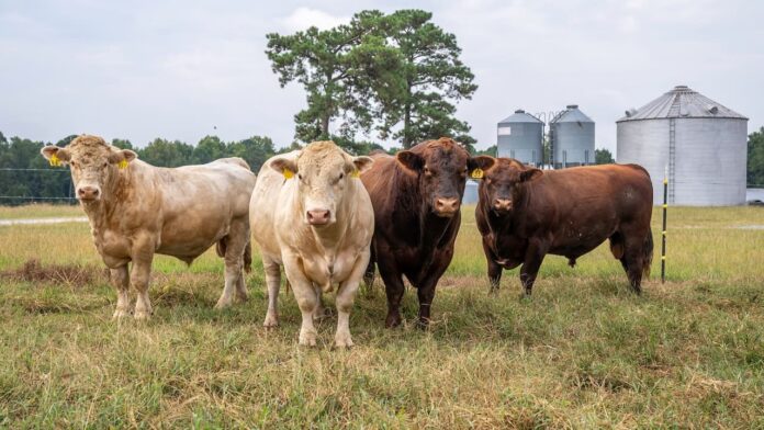 Vacas esperando para pastar en el campo.