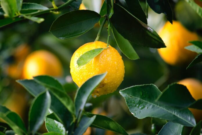 Naranjas.