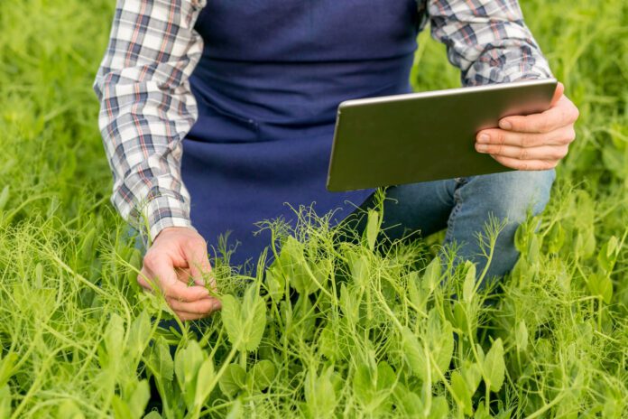 Trabajador rural usando tablet en el campo.