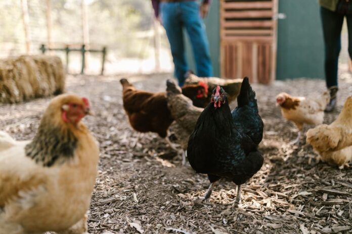 Gallinas libres.