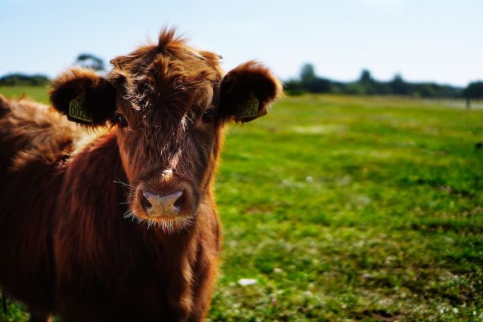 Foto de un novillo en el campo.