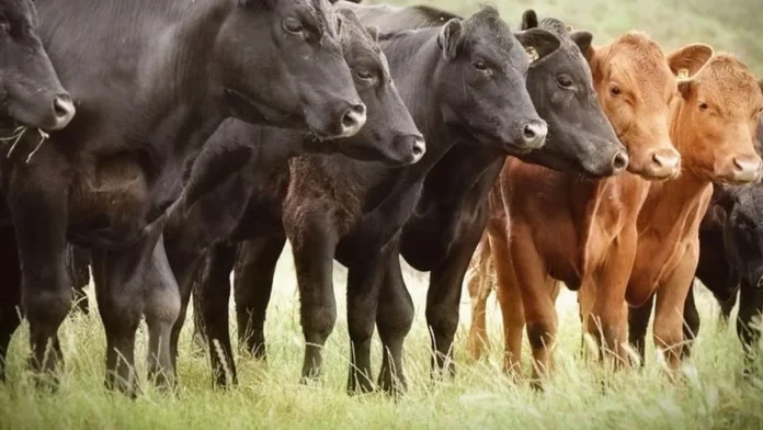 Diarrea Viral bovina