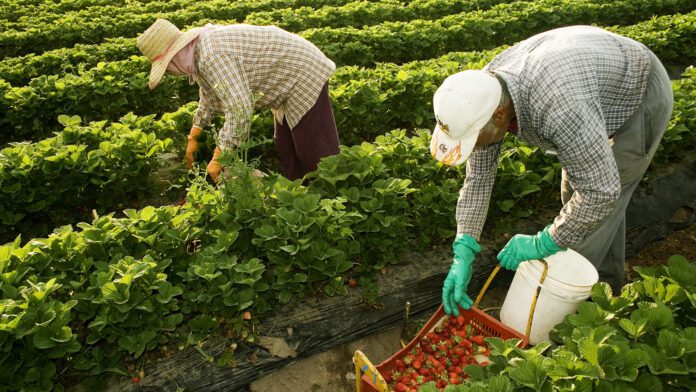 productos latinoamericanos