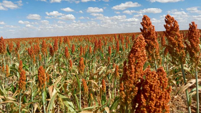 Sorgo