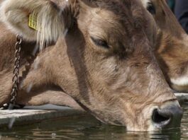 Agua de vaca