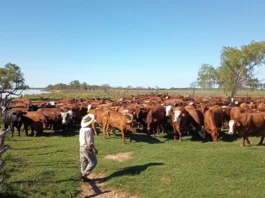 ganadería argentina