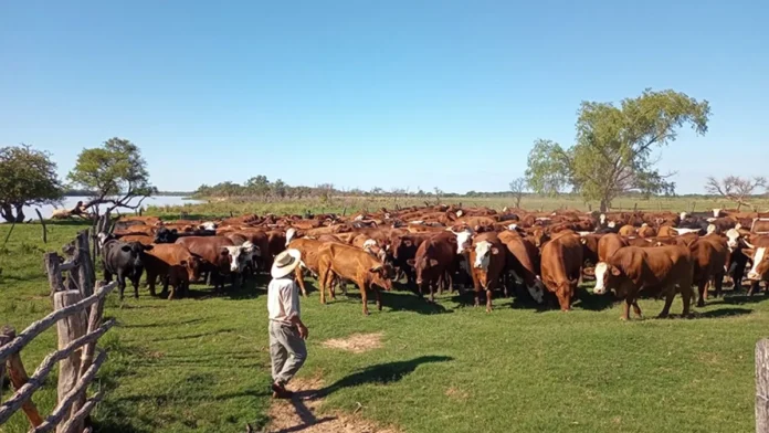 ganadería argentina