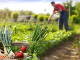 técnicas de agricultura